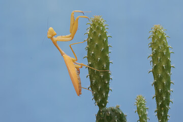 A yellow praying mantis is looking for prey on wild cactus plant. This insect has the scientific name Hierodula sp.