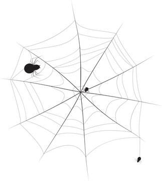 Black and white image of a web and spiders crawling on them. Vector illustration