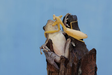 A common tree frog is ready to prey on a yellow praying mantis on a dry tree trunk. The frog, also known as the striped tree frog, has the scientific name Polypedates leucomystax.