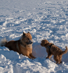 Dogs playing and running in snow. Eurasian, Labradoodle and flatcoated Retriever playing in winter.