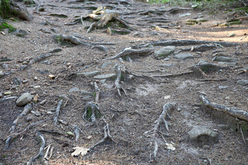 Many big and visible roots of old tree in mountain area forest