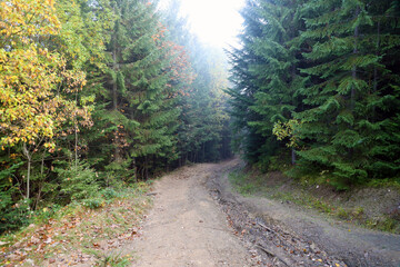 Obraz premium Amazing autumn forest in morning sunlight. Red and yellow leaves on trees in woodland