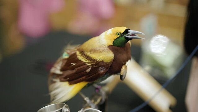 Close-up of Raggiana bird-of-paradise. This bird is male. It has a yellow head, green neck and brown chest.