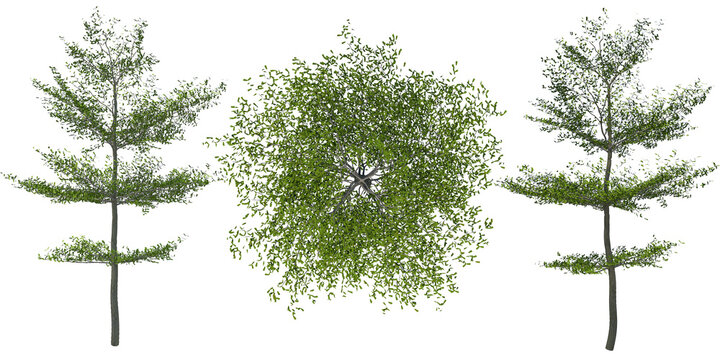 Terminalia Mantaly Tree as known as Madagascar Almond