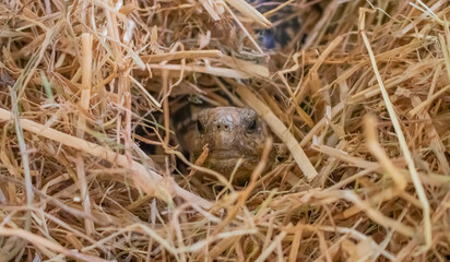 Close up of a baby Leopard Tortoise in hay.