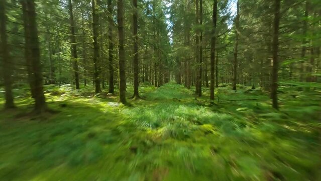 Fpv Drone Flying Fast And Low In Pine Forest Summer Tree Shadows Vosges