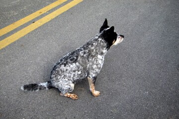 animal cachorro au au - canis lupus familiaris