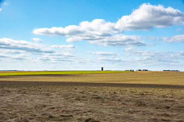 Fototapeta premium landscape with a field of wheat