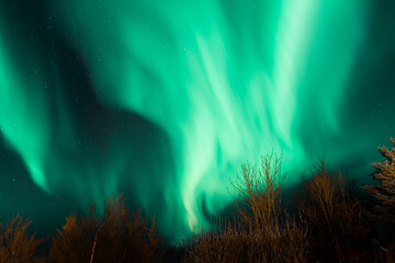 Fototapeta na wymiar Stunning turquoise aurora borealis with purple nuances in the starry sky, northern lights in Iceland