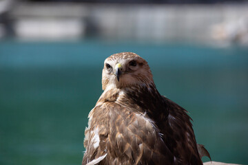 red tailed hawk,中国,麗江