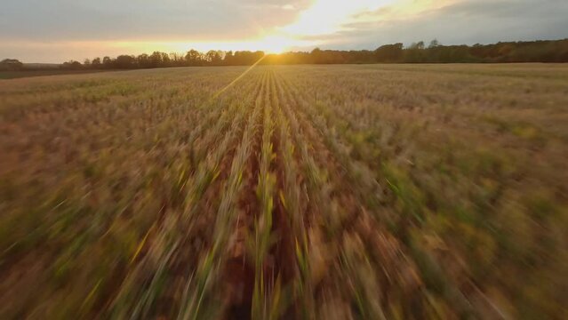 fpv drone flying over corn field sunset Vosges region