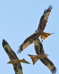 Red Kites Circling