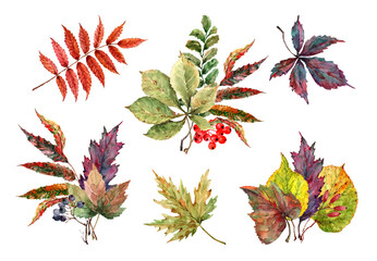 Set of isolated elements. Bright fallen leaves of maple, acacia, wild grapes, bouquets of chestnut leaves and rowan berries. Hand drawn watercolor illustration on white background for cards, banner. - obrazy, fototapety, plakaty