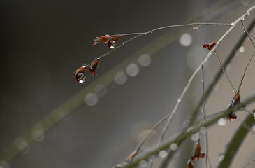 Krople deszczu na źdźble kwitnącej trawy © Zuzanna