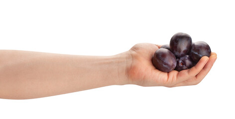 plum in hand path isolated on white