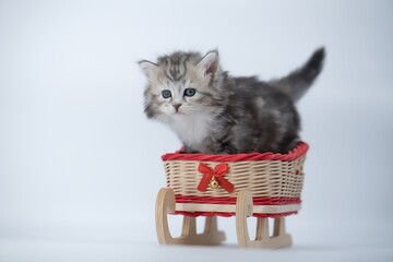 Siberian kitten on a colored background on a sled