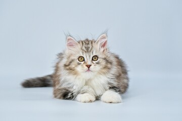 Siberian kitten on a colored background