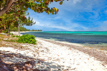 Landscape Beach Scene in the Cayman Islands