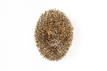 Igel im Studio Hintergrund Weiss, süsses Tier.