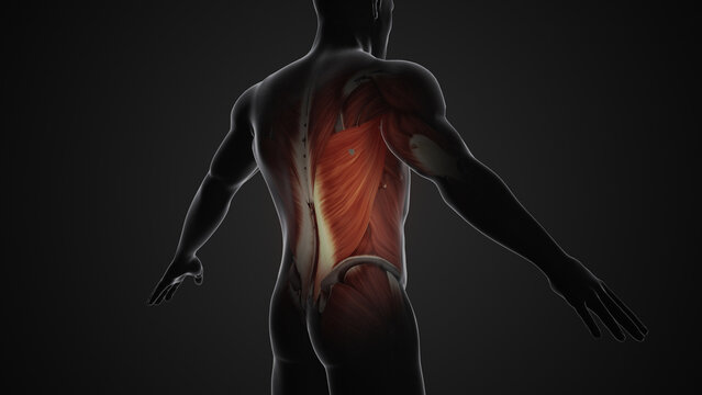 Pain and injury in the Latissimus Dorsi Muscles