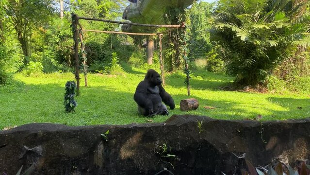 A gorilla sits on the grass in its enclosure at a zoo.