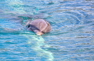 Dolphin Swimming in Clear Waters in Cayman Islands