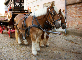 Horse, walking and travel with vintage carriage in for medieval town, Denmark or transport on street. Pony, animals and horses trekking transportation or chariot vehicle on wheels or cobblestone road