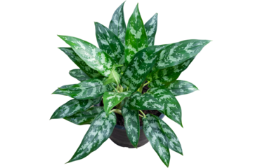 PNG Format of Aglaonema foliage green leaf on black pot,billionaire tree, Spring Snow Chinese Evergreen, Exotic tropical leaf, isolated on transparent background, top view