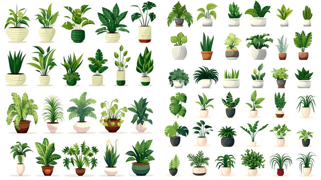 Explore our diverse houseplant collection, featuring various shapes and sizes to elevate your home decor.