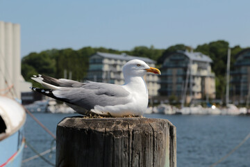 Möwe auf einem Holz Poller im Hafen von Flensburg 