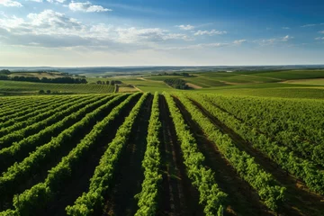 Fototapeten Green vineyards, grape plantations. View from above © Vovmar