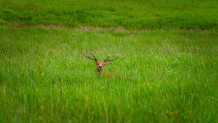 Deer is sleeping in the green meadow.Deer is sleeping in the green meadow.Wild animal with brown fur observing on hay field
