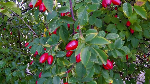 Red ripe rose hips on a rose bush. Thorny rosehip bush with bright red fruits.