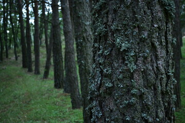tree trunk in the forest