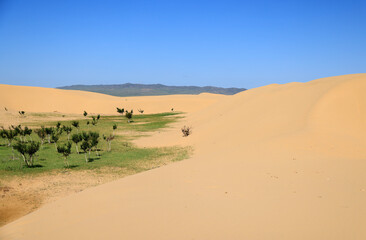 Fototapeta na wymiar The beautiful dunes of the Elsen Tasarkhai desert, Mongolia