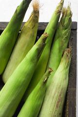 unpeeled cobs of corn in a brown wood box, whole corn in green husk on a countertop, fresh organic sweet corn on table