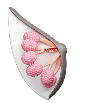 Milk production in breast mammary glands for mom and woman health concept. 3D rendering.