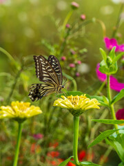 アゲハ蝶とお花と