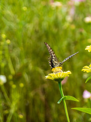 アゲハ蝶とお花と