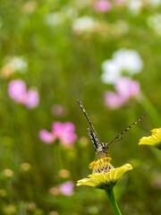 アゲハ蝶とお花と