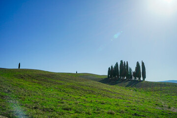Treehenge of Val d'Orcia in an autumn day, Tuscany, Italy