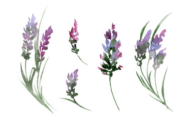 Set of watercolor illustrations of lavender. Delicate lilac hand drawn flowers isolated on white background