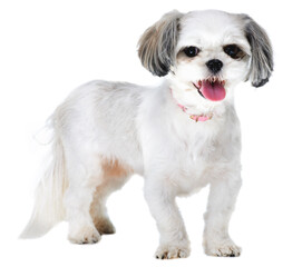 Animal, pet and portrait of dog on a white background for puppy, playing and fun in studio. Pets, mockup and isolated fluffy, adorable and cute Lhasa apso with happiness, adoption and health