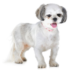 Animal, pet and dog on a white background for adoption, playing and walking in studio. Domestic pets, vet mockup and isolated fluffy, adorable and cute Lhasa apso with tongue out, freedom and health
