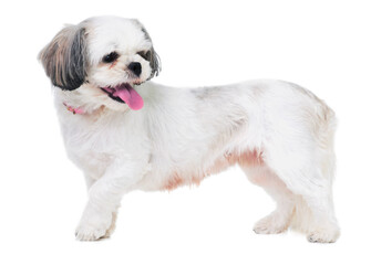 Animal, pet and dog on a white background in studio for best friend, playing and walking. Domestic pets, mockup and isolated fluffy, adorable and cute Lhasa apso with happiness, puppy and health