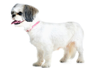 Adoption, pet and dog on a white background in studio for animal care, veterinary and rescue. Domestic pets, mockup and isolated fluffy, adorable or cute Lhasa apso with tongue out, collar and health