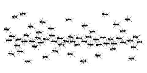ants trail line of working ants on white background