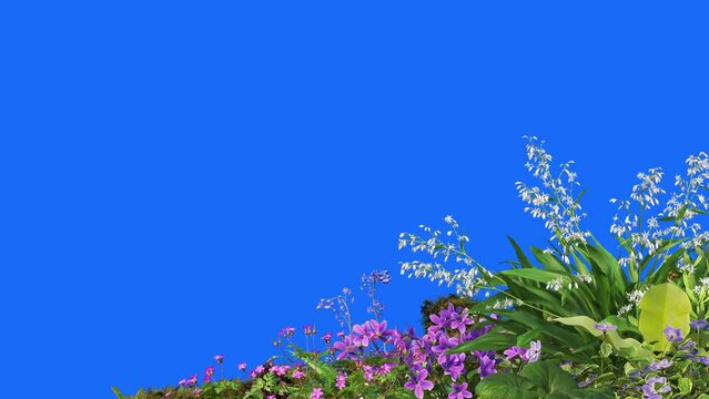  Foreground flower swaying on blue background