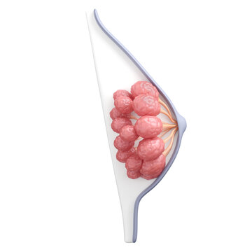 Normal Breast with mammary glands for breasts implant augmentation or cancer treatment concept. 3D rendering.