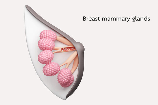 Breast mammary glands and milk ducts, milk production for mom and woman health care concept. 3D rendering.